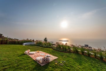 Mimosa Sunsets - Image 4