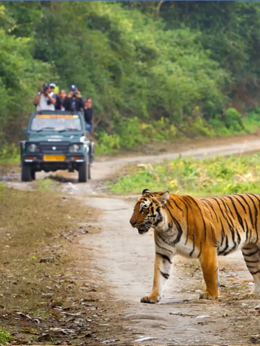 Jim-Corbett