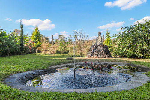 Firefly by the River