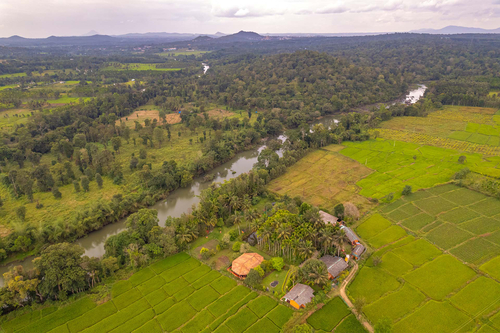 Firefly by the River