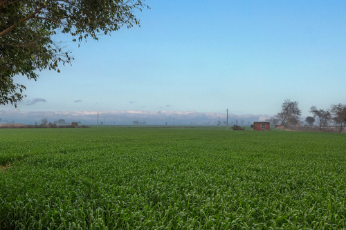 Chahal Farmstay