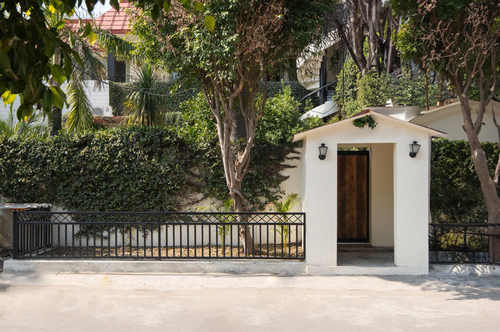 Fiddle Leaf Home