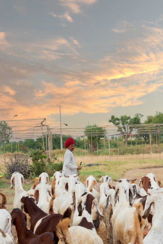 Gaudhuli Farmstay