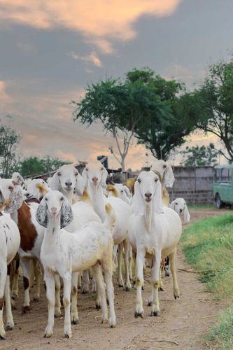 Gaudhuli Farmstay
