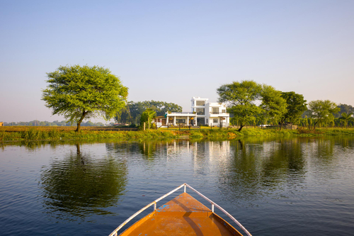 Lotus by the lake