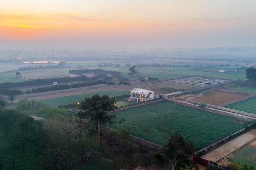 Olive Farms
