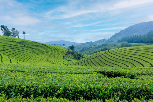 Peppermint @ Arya Treetops And Tea Trails