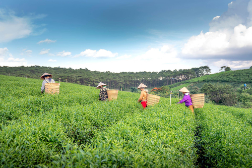 Peppermint @ Arya Treetops And Tea Trails
