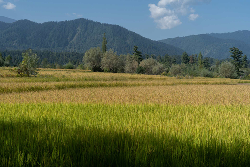 Teak @ Swiss Chalet - Tangmarg - 3BR