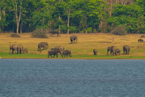 Tree House @ Exotica Kabini