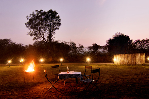 Wild @ Ranthambore Reverie