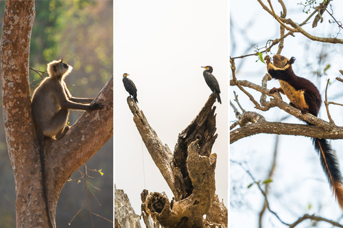 Woods @ Exotica Kabini