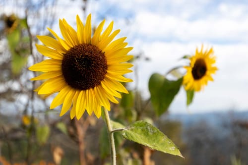 Sara's Chalet Three – 3 bedroom villa in Nainital, Uttarakhand