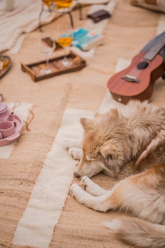 Glamorous Presidential Suite