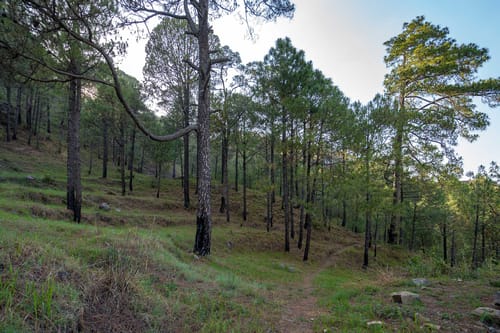 Bellevue w/ Outdoor Jacuzzi – 3 bedroom villa in Kasauli, Himachal Pradesh