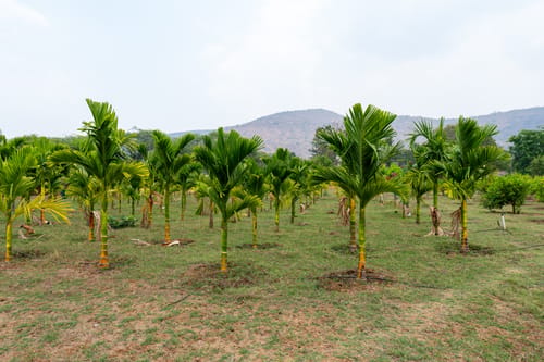 Khade Farms | 4-BHK Pet-Friendly Mudhouse Style Villa with Gazebo and Terrace – 4 bedroom villa in Bengaluru, Karnataka