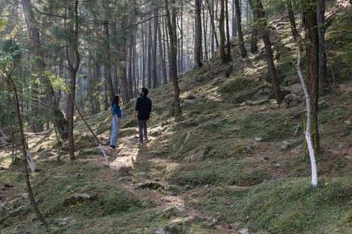 The Mansion – 5 bedroom villa in Kasauli, Himachal Pradesh