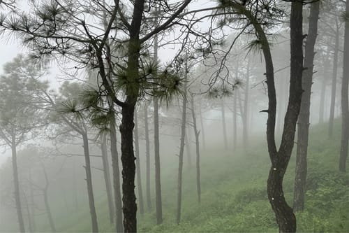 Alpenglow | Pet-friendly 3-BHK Hillside Villa With Garden & Scenic views