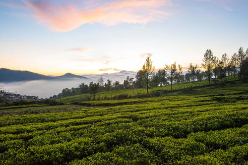 2 Rooms @ Villa Sullivan – 2 bedroom villa in Ooty, Tamil Nadu