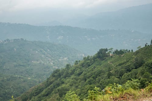 Peppermint @ Arya Treetops And Tea Trails