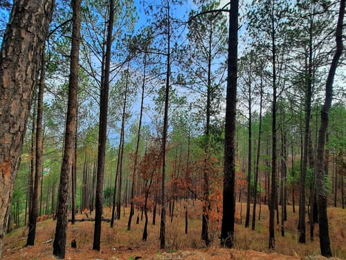 The Urban Escape Nirvana | 1 Premium Room With Hill Views