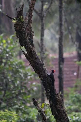 3 Rooms @ Coffee & Mist – 3 bedroom villa in Coorg, Karnataka