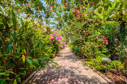 Waterlily – 3 bedroom villa in North Goa, Goa