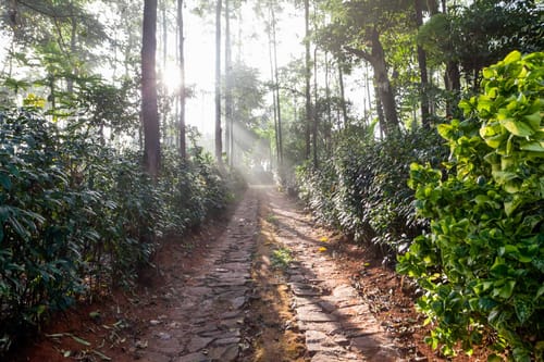 Green Pastures – 3 bedroom villa in Coorg, Karnataka