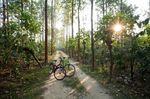 Cedar @ Strelitzia – 2 bedroom villa in Chikmagalur, Karnataka
