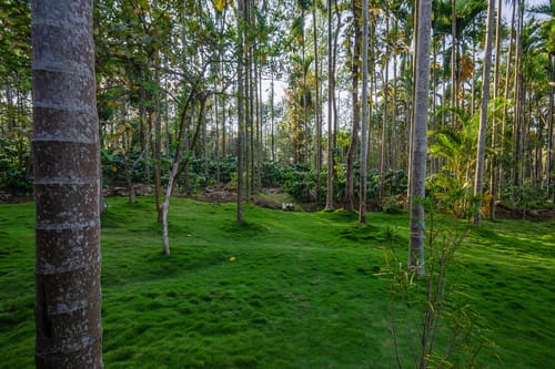 Tall Silver – 2 bedroom villa in Coorg, Karnataka