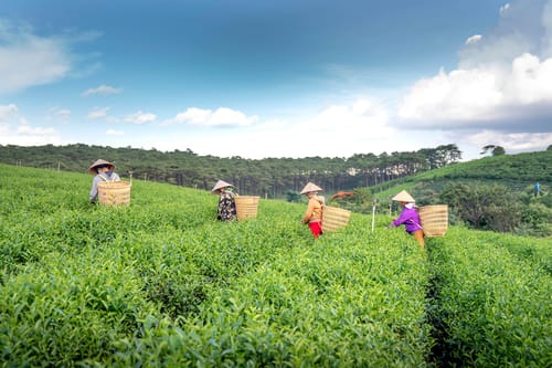 Arya Treetops and Tea Trails – 5 bedroom villa in Darjeeling, West Bengal