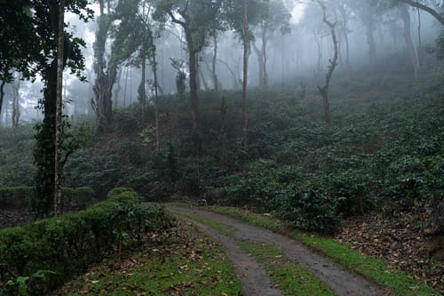 Mercara Hill – 3 bedroom villa in Coorg, Karnataka