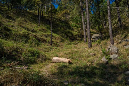 Floradale w/ Jacuzzi & Wood-Fire Pizza – 5 bedroom villa in Kasauli, Himachal Pradesh