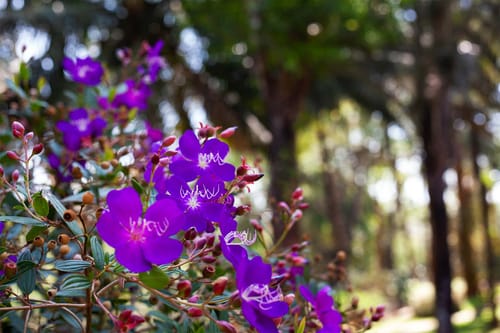 Crystal Homestay – 4 bedroom villa in Coorg, Karnataka