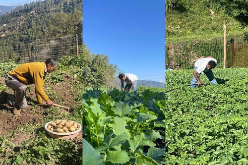 Jillmora Heights - Jilling