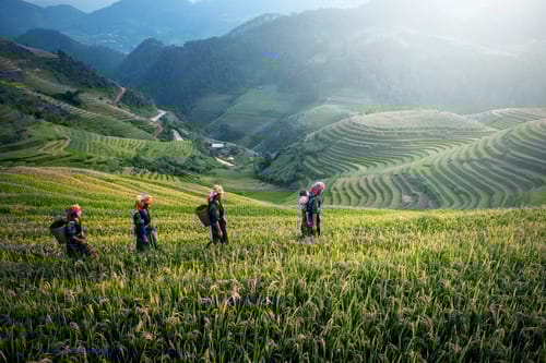 Hibiscus @ Arya Treetops And Tea Trails