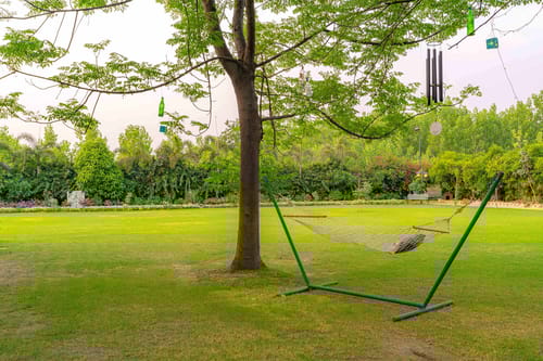 Peacocks & Partridges