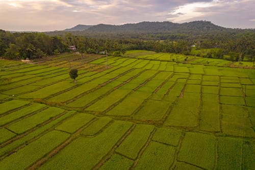 Firefly by the River