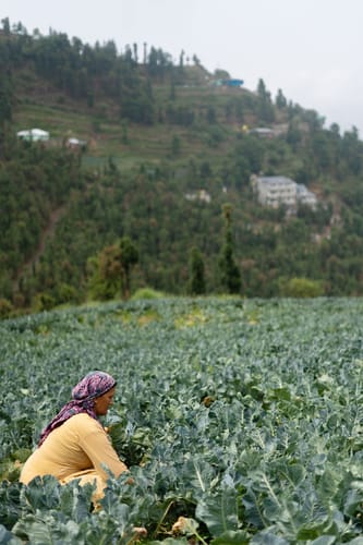 The Mohru Estate - Chail w/ Heated Pool