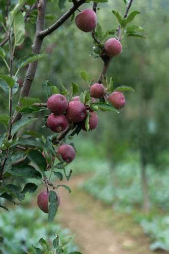 The Mohru Estate - Chail w/ Heated Pool