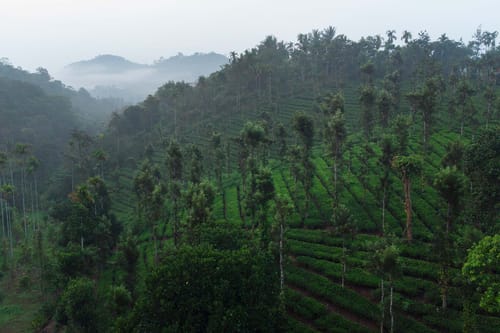 Majestic @ Regal Retreat