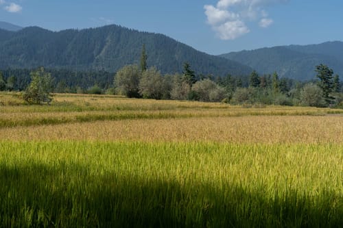 Swiss Chalet - Tangmarg
