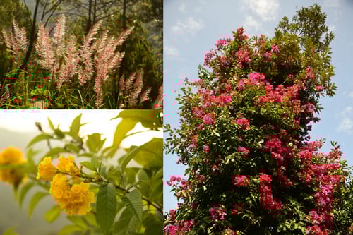 GlenBrook Estate Olive | Hillside 1 Cottage with Shared Gazebo, Restro & Lounge Area Near Waterfall