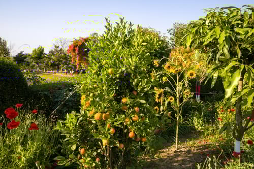 Farm Naturelle | Pet-friendly 3-BHK Farmhouse Near Jim Corbett With Garden, Terrace & Orchards 