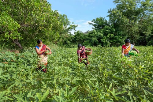 Wellnest Natural Farms