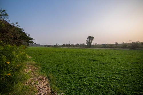 Earth Song - Tulapur