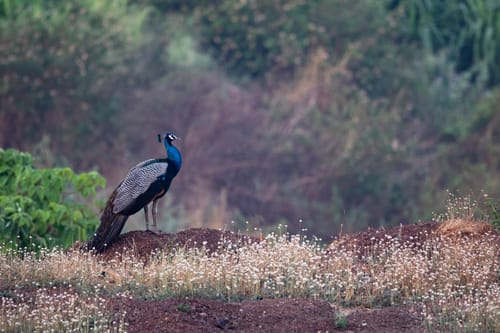 Flora @ Sunset On The Lake - Igatpuri