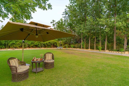 Peacocks & Partridges