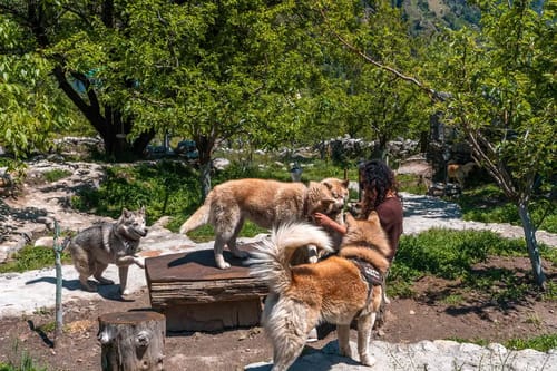 ChaletShanagManali- 4 BR Chalet