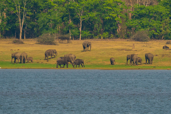 Woods @ Exotica Kabini - Image 5